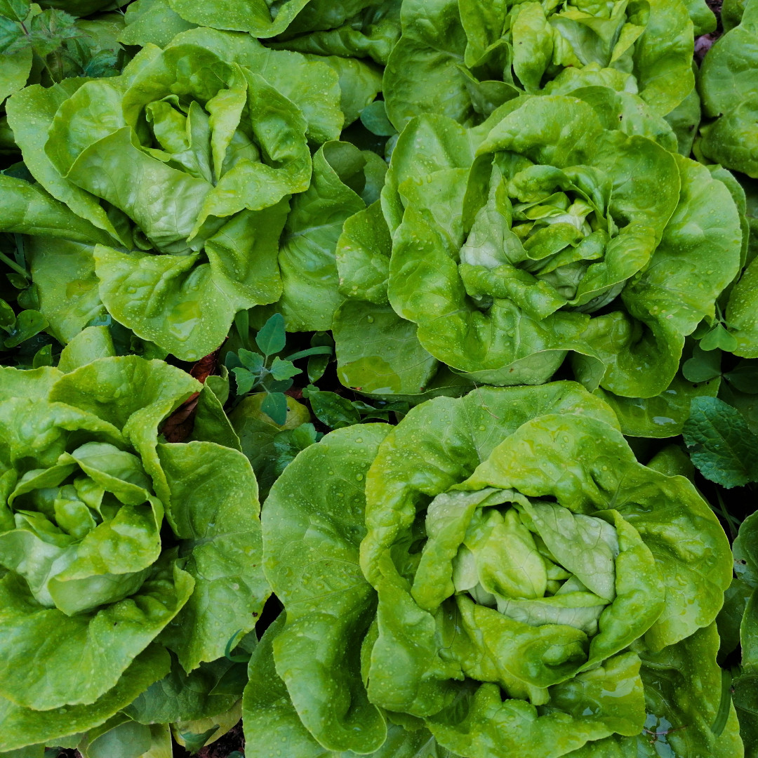 Fresh Crisp Bibb Butterhead Lettuce Seeds | Heirloom Non-GMO | Vegetable Seeds