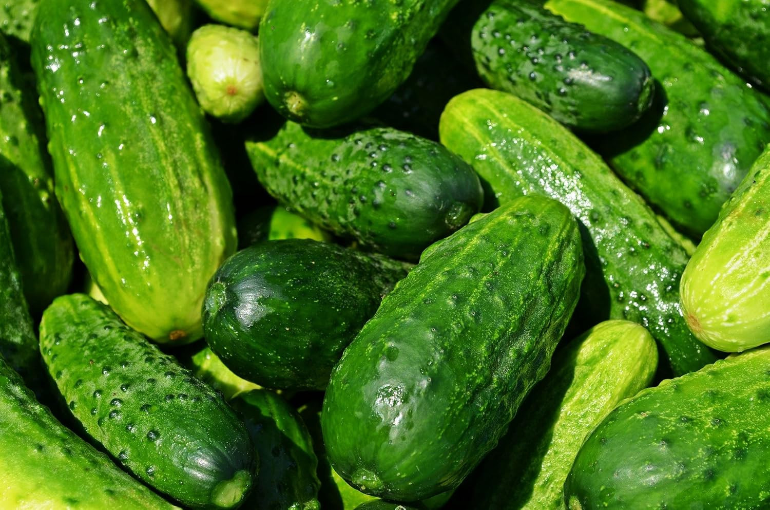 Ultra-Compact Cucumber Plant Seeds “Space Master 80” – Ideal for Container Garde