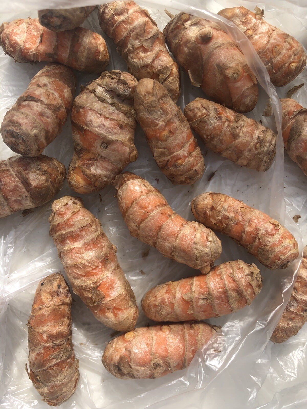 10 Fresh Turmeric Roots Curcuma Longa Ready To Plant