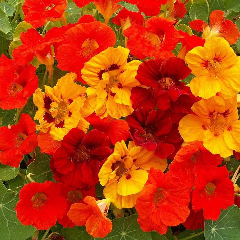 Nasturtium Seeds, 40 Seeds, Tropaeolum Majus Jewel Mix, Showy Annual Flower