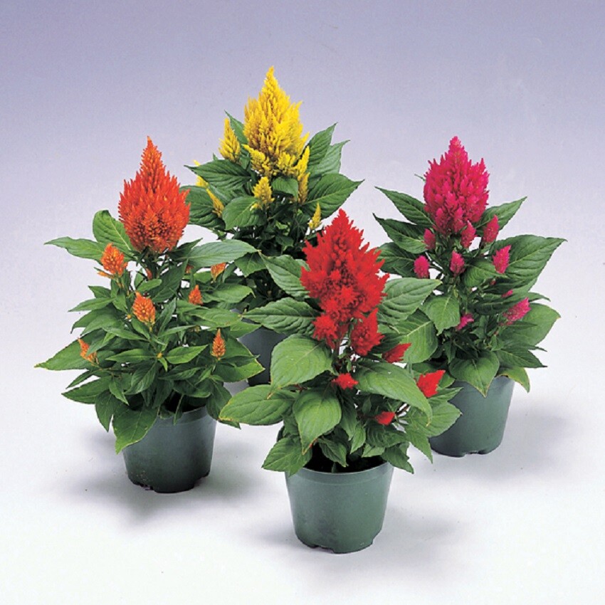 Celosia Seeds 50 Seeds Celosia Castle Mix Cocks Comb Seeds Cut Flower