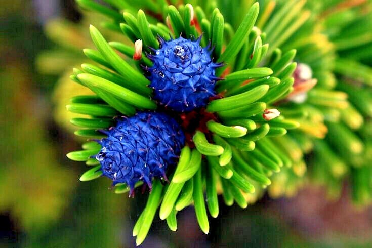 10 Bristlecone Pine Seeds (Pinus aristata) “OLDEST Living Tree in the WORLD!”