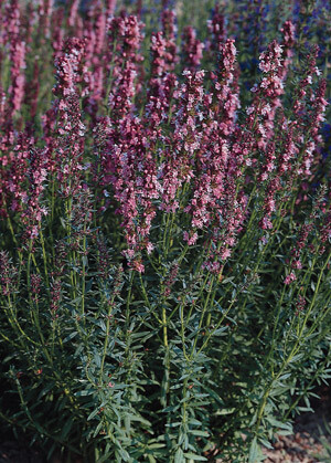 Hyssopus officinalis Nectar Rose 1,000 seeds