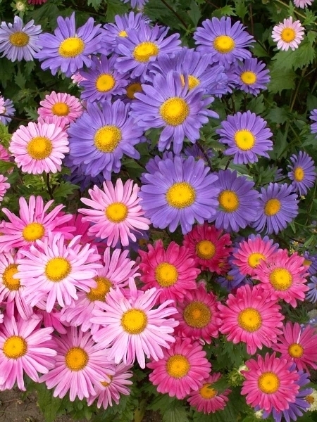 Chinese Aster Seeds, Farm Mix, Heirloom Flower Seed, Mixed Asters, Annual 50ct