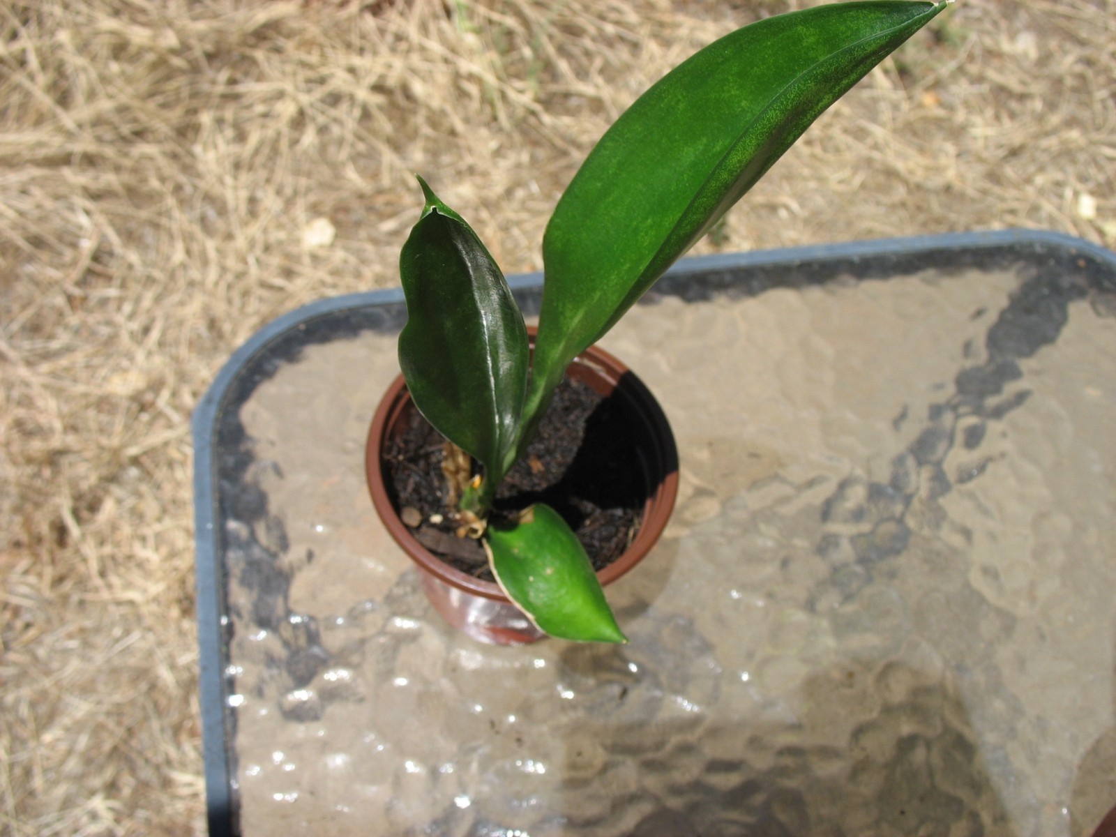 Sansevieria Concinna “Spoon Leaf” 3.5″ pot