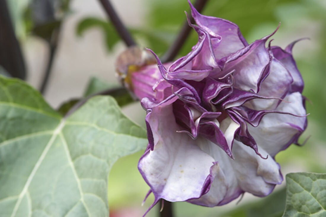 Double Purple Angels Trumpet – 20 seeds- Ornamental Tropical Flower