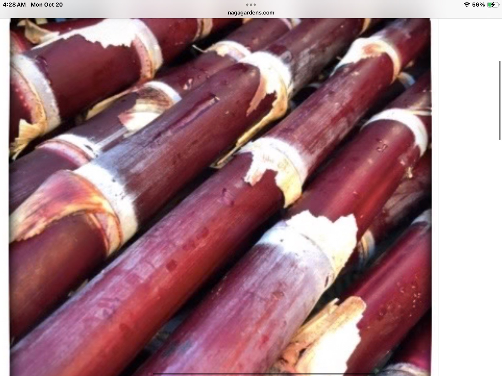 *FRESH ORGANIC HEIRLOOM RED SUGARCANE TWO ROOTED CUTTINGS