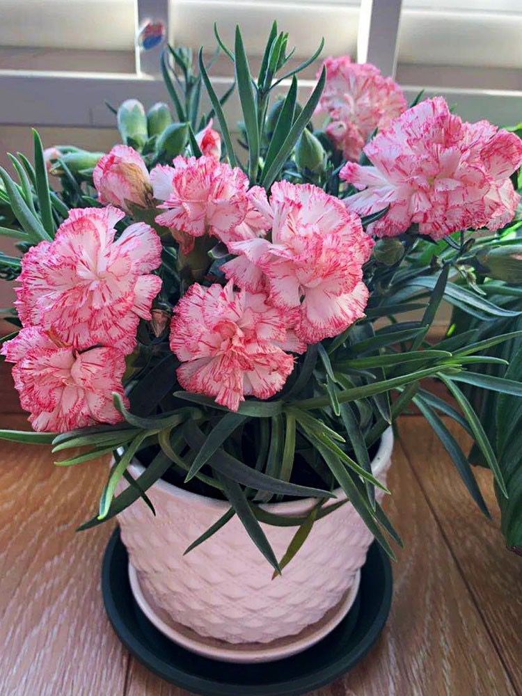 20 SEEDS CARNATION Dianthus Caryophyllus for germination flower exotic garden
