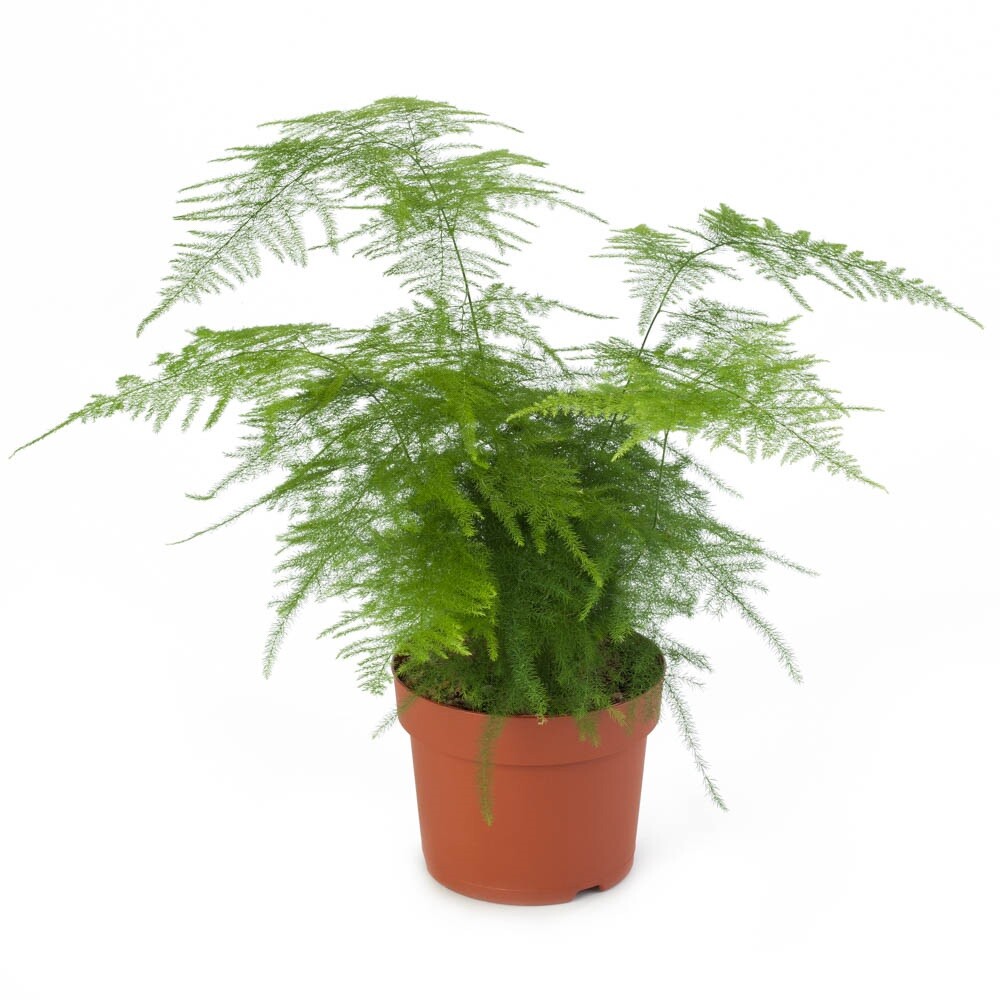 MPB#5 Asparagus Fern Seeds Plumosus Nanus Climbing Fern Asparagus Seeds 25 Seed