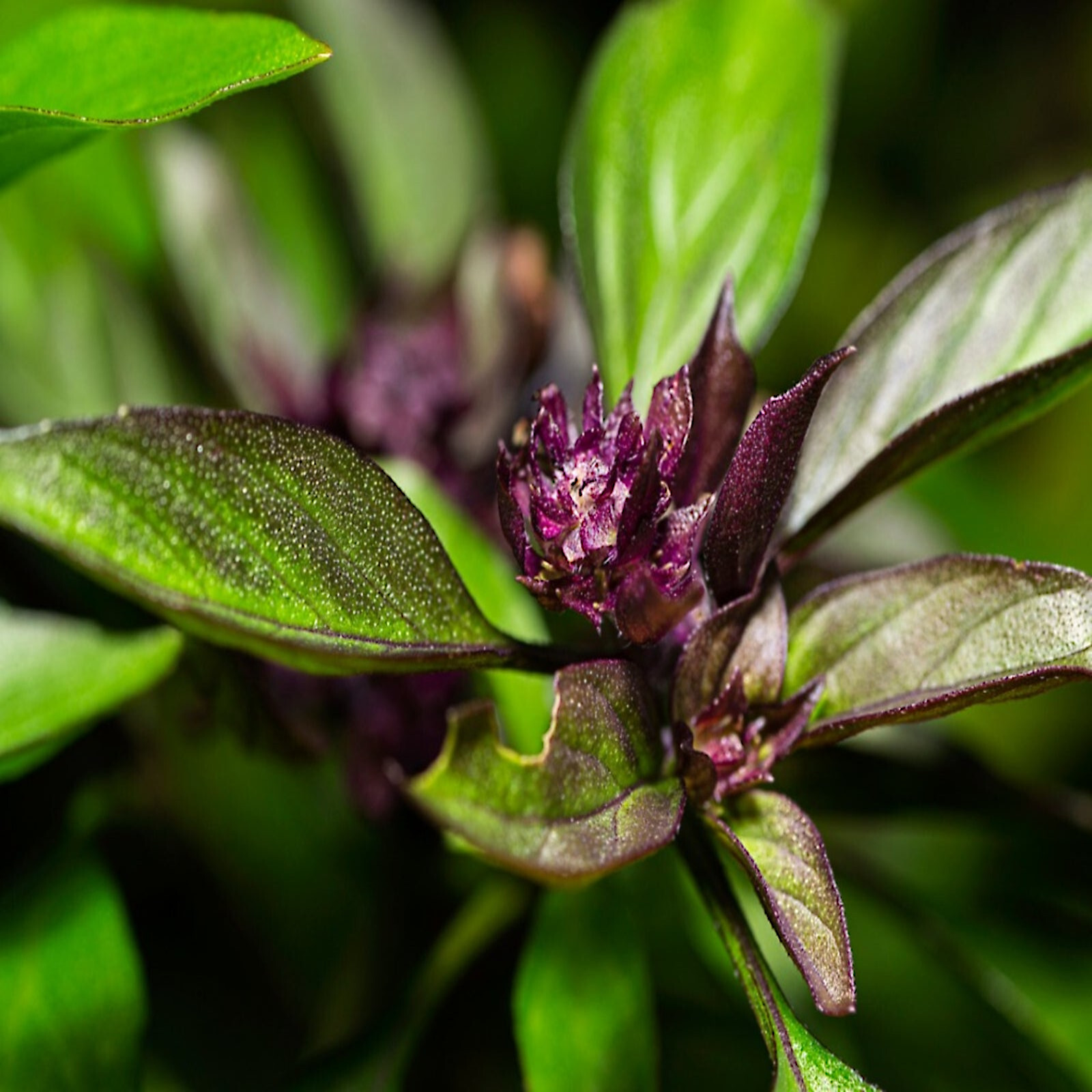 THAI BASIL SEEDS “Fresh from Saipan” Rare Heirloom NON-GMO Herb Garden Plant
