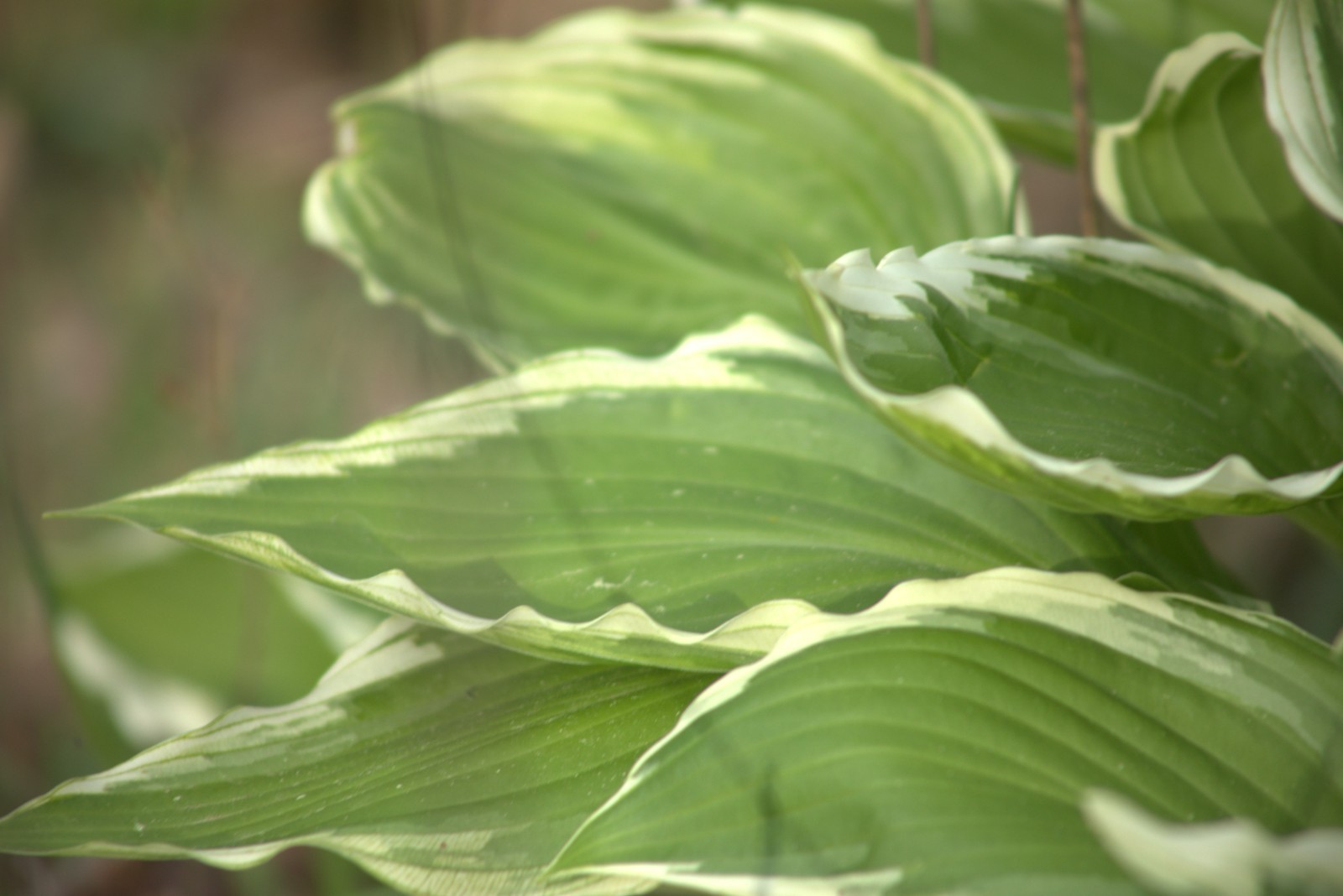 Hosta Bundle of 3 different varieties/Royal Stand./Francee/Halcyon/3 Roots total