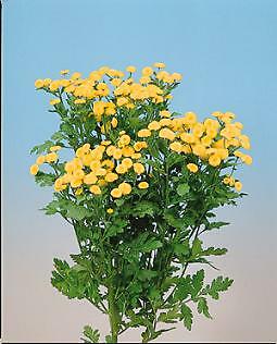 Tansy Fern Leaf Tanacetum vulgare 10,000 seeds