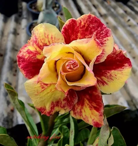 NEW!! Adenium Obesum – Desert Rose “CACHING FIRE” – 5 seeds (#55)