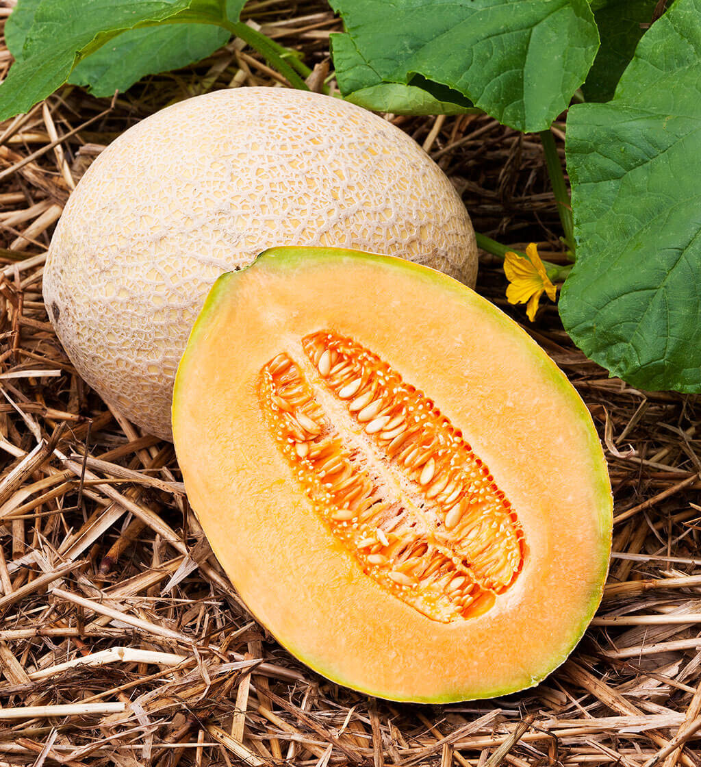 25 HALES BEST JUMBO CANTALOUPE SEEDS FRESH FOR GARDENS US SELLER