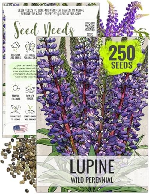 Wild Perennial Lupine Seeds for Planting Heirloom & Open 1 Pack (250 Seeds)