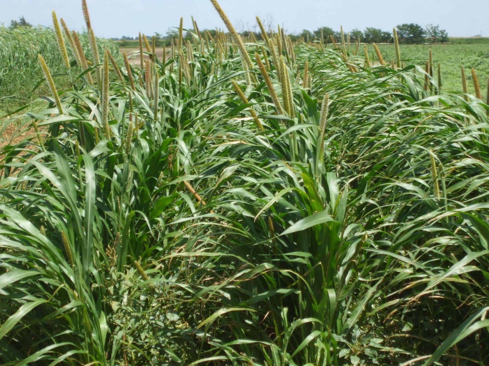 300 Pearl Millet Seeds High Protein Chicken Forage Cover Crop Non Gmo Free Ship