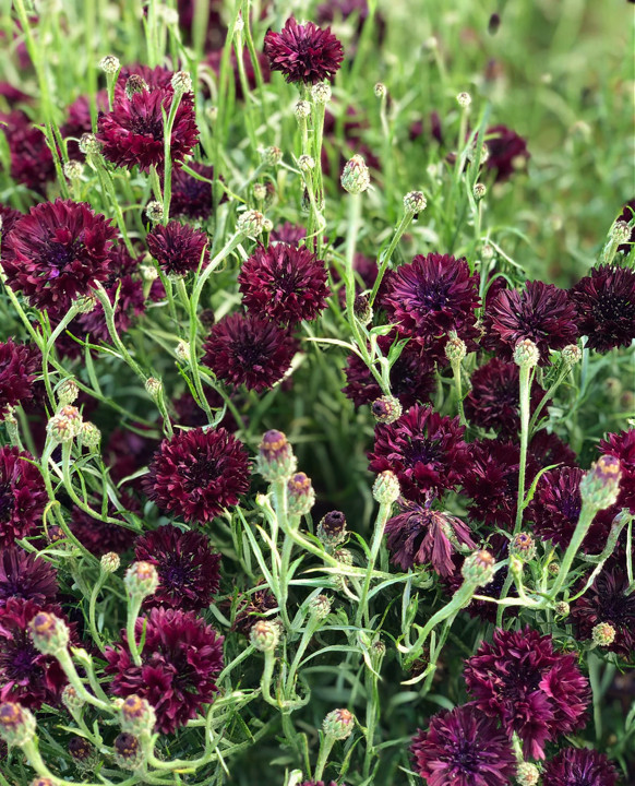 Black Ball Bachelor Button Seeds | Dark Purple Cornflower Corn Flower Seed 2024