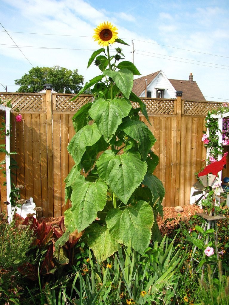 Kong Hybrid Sunflower Seeds Free Shipping!