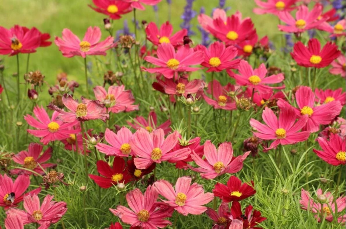 50+Seeds| Rubenza’ Cosmos Seeds Seeds #L010