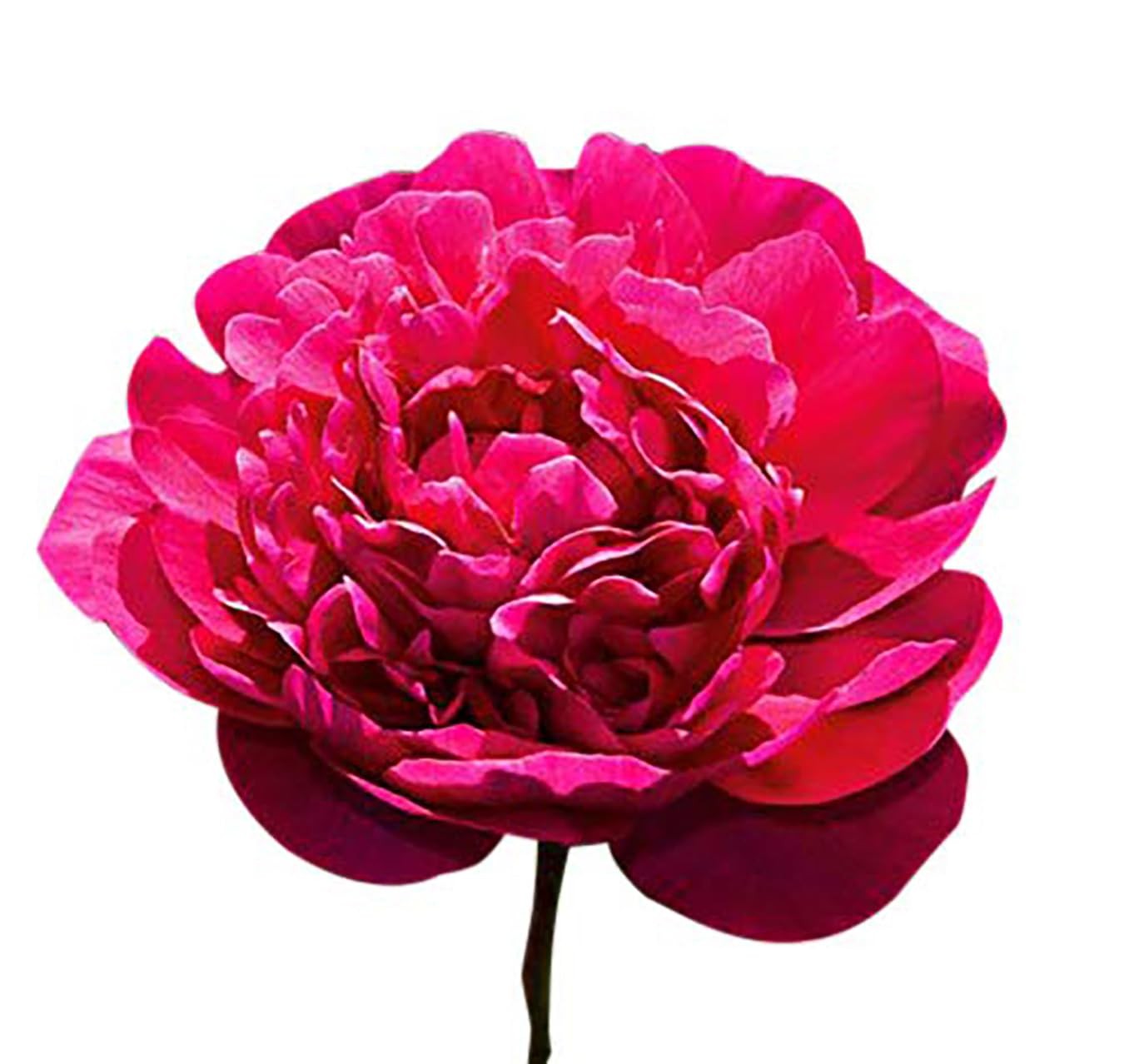 Karl Rosenfield – Double Dark Red Peony