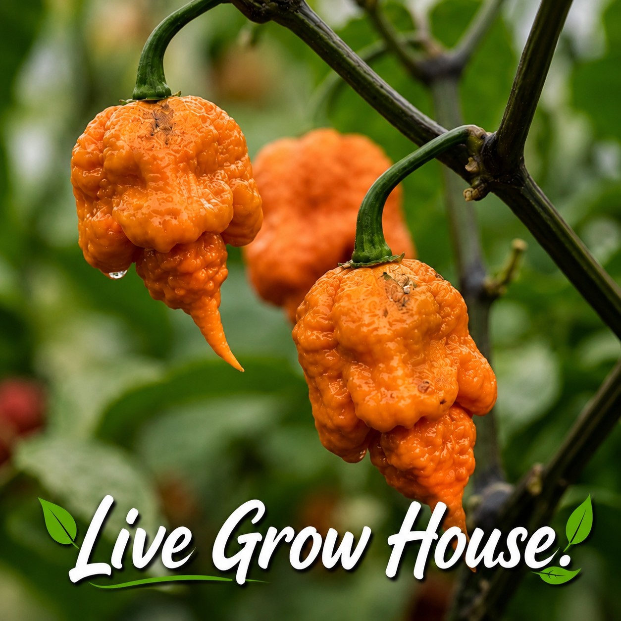 🌶️ Orange Carolina Reaper Pepper Seeds (10) | OPEN POLLINATED | Superhot
