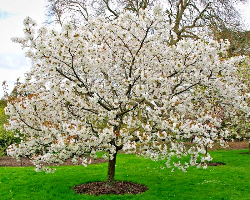 Japanese Cherry Tree | Premium Seeds | Prunus serrulata Spontanea Fall | Plants’