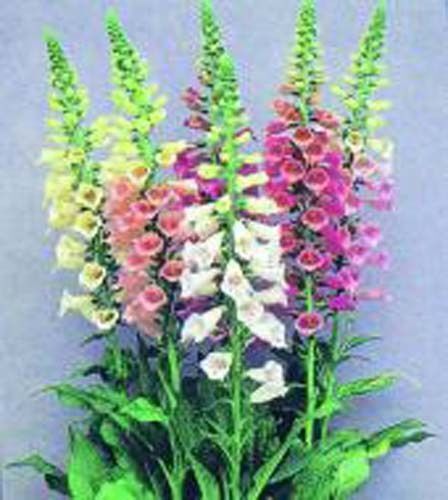 Foxglove Mix Digitalis Purpurea Nice Garden Flower By Seed Kingdom 1/4 Lb Seeds