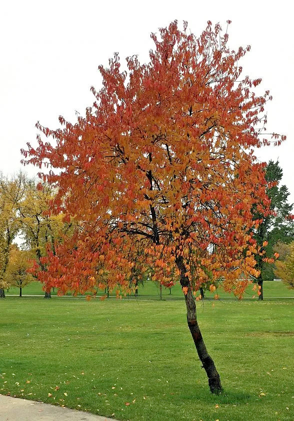 Pin Cherry Tree | Premium Seeds | Prunus pensylvanica ‘Spring’ | Plants’®