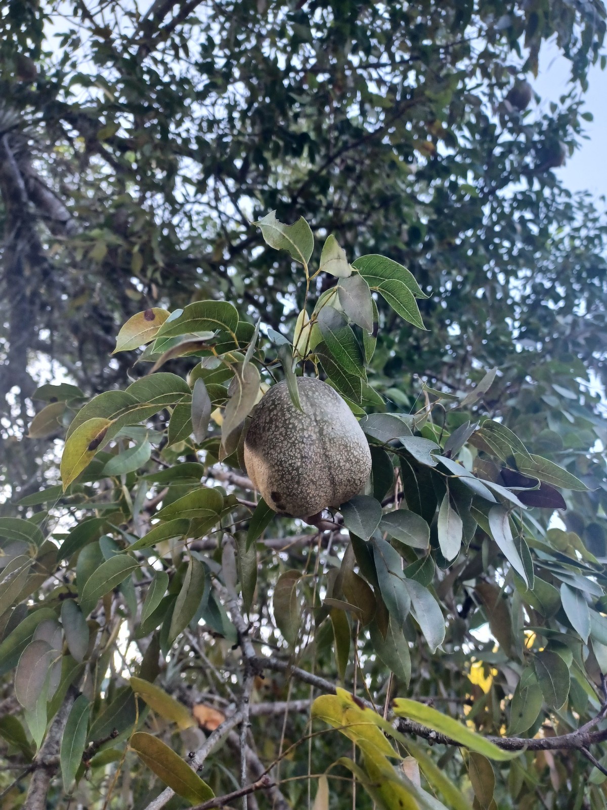 15 West Indies Mahogany Seeds, Swietenia mahagoni (Gathered 2023)