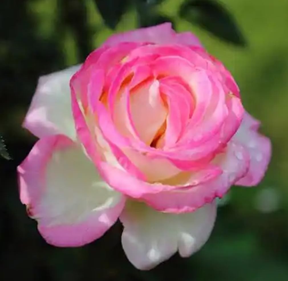 100PCS Mix Rose Seeds Lush Blooms Perennial Bush Rosa Flower Seeds Heirloom