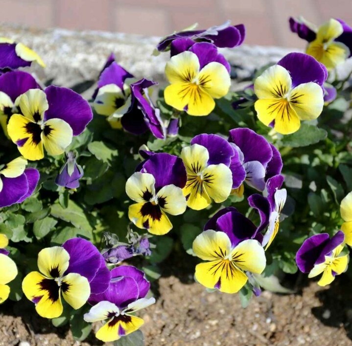 Viola Johnny Jump Up Flower Seeds