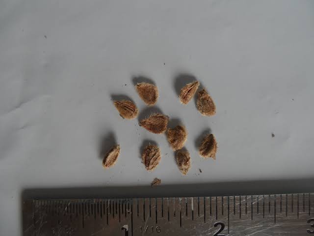 5 Puerto Rican Grown Ketembilla Ceylon Gooseberry Seeds NON GMO ORGANIC