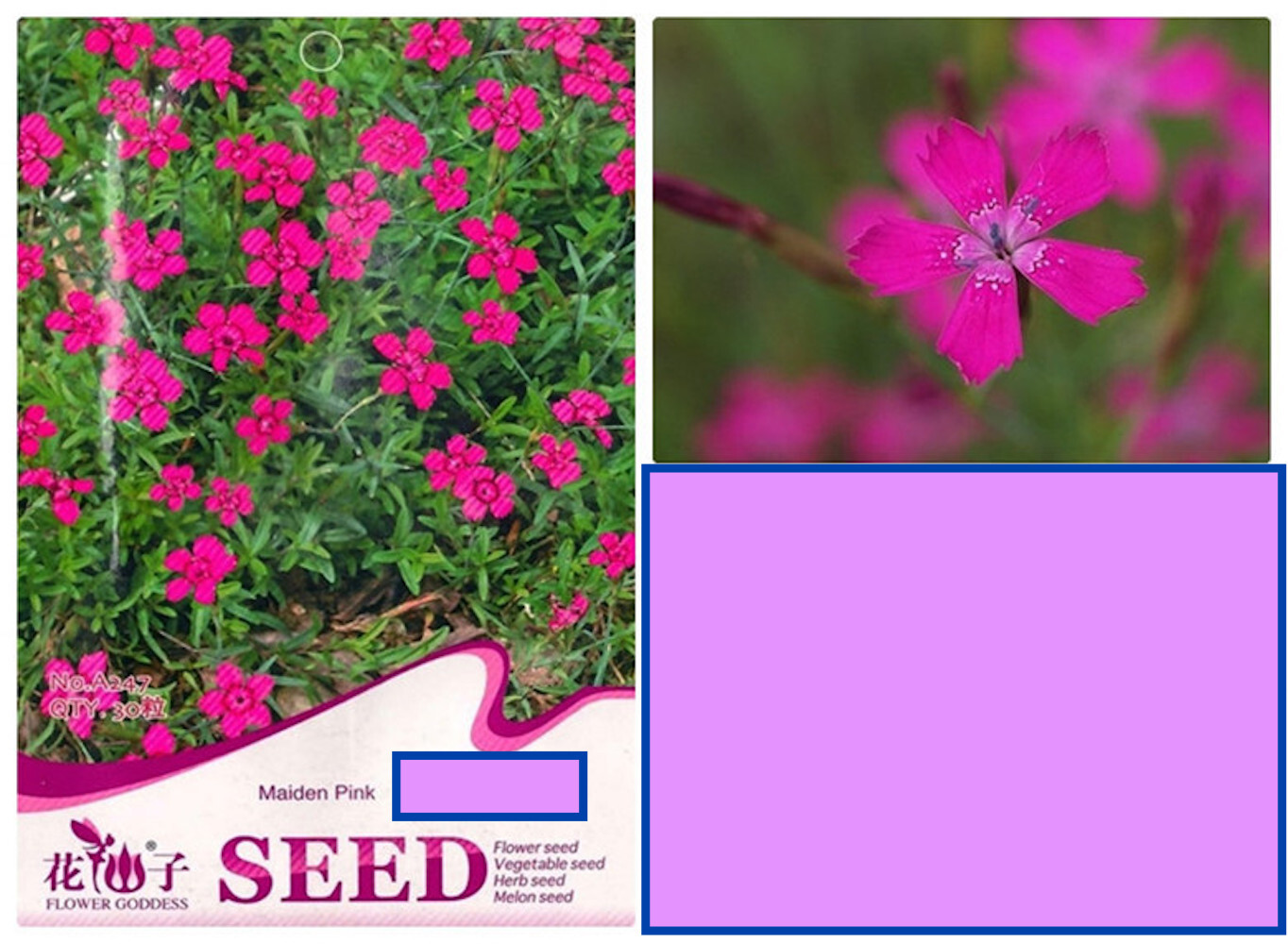 20 SEEDS CARNATION Dianthus Caryophyllus for germination flower exotic garden