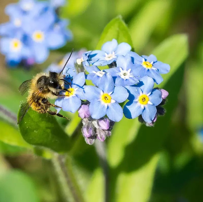 200+ Forget Me Not Seeds – Early Bloom – Perennial – NON GMO ————- FRESH