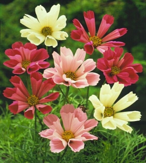 Cosmos Seashells Mix 50 seeds