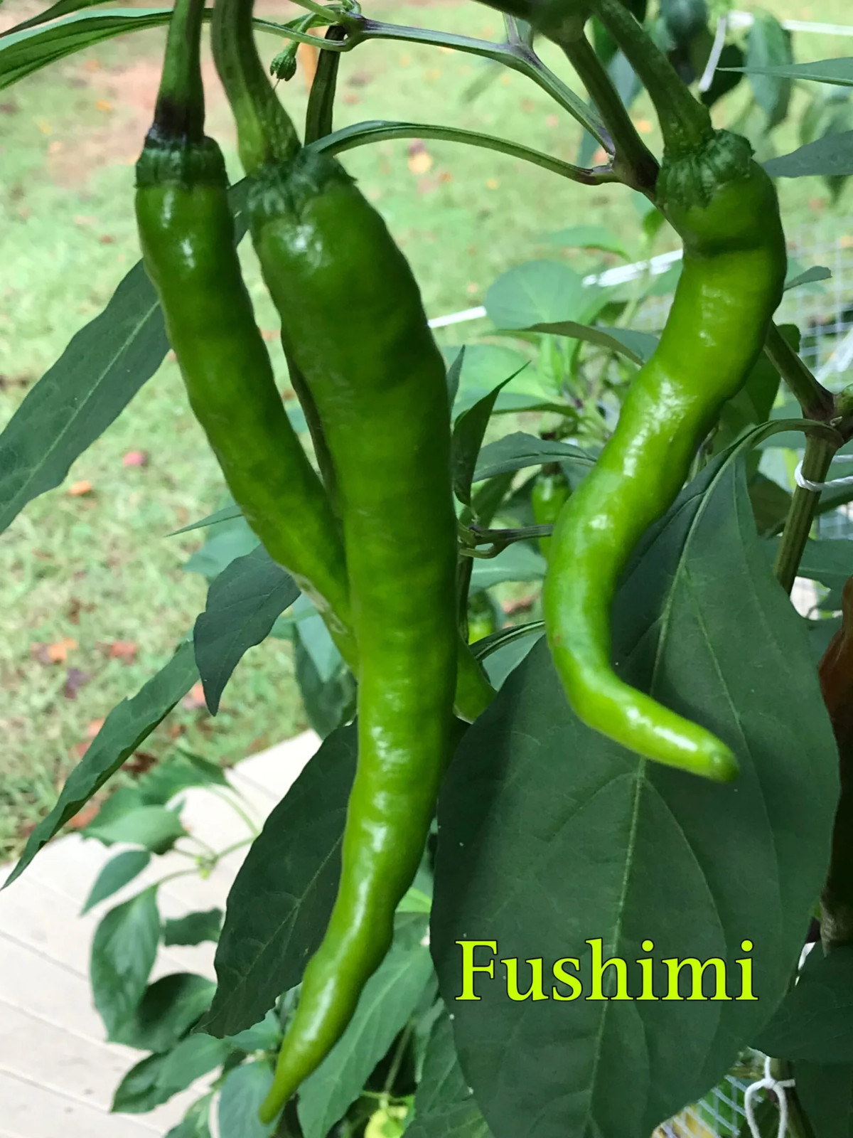 RARE✿ NEW! Japanese Heirloom Fushimi Sweet Pepper 15+ Seeds