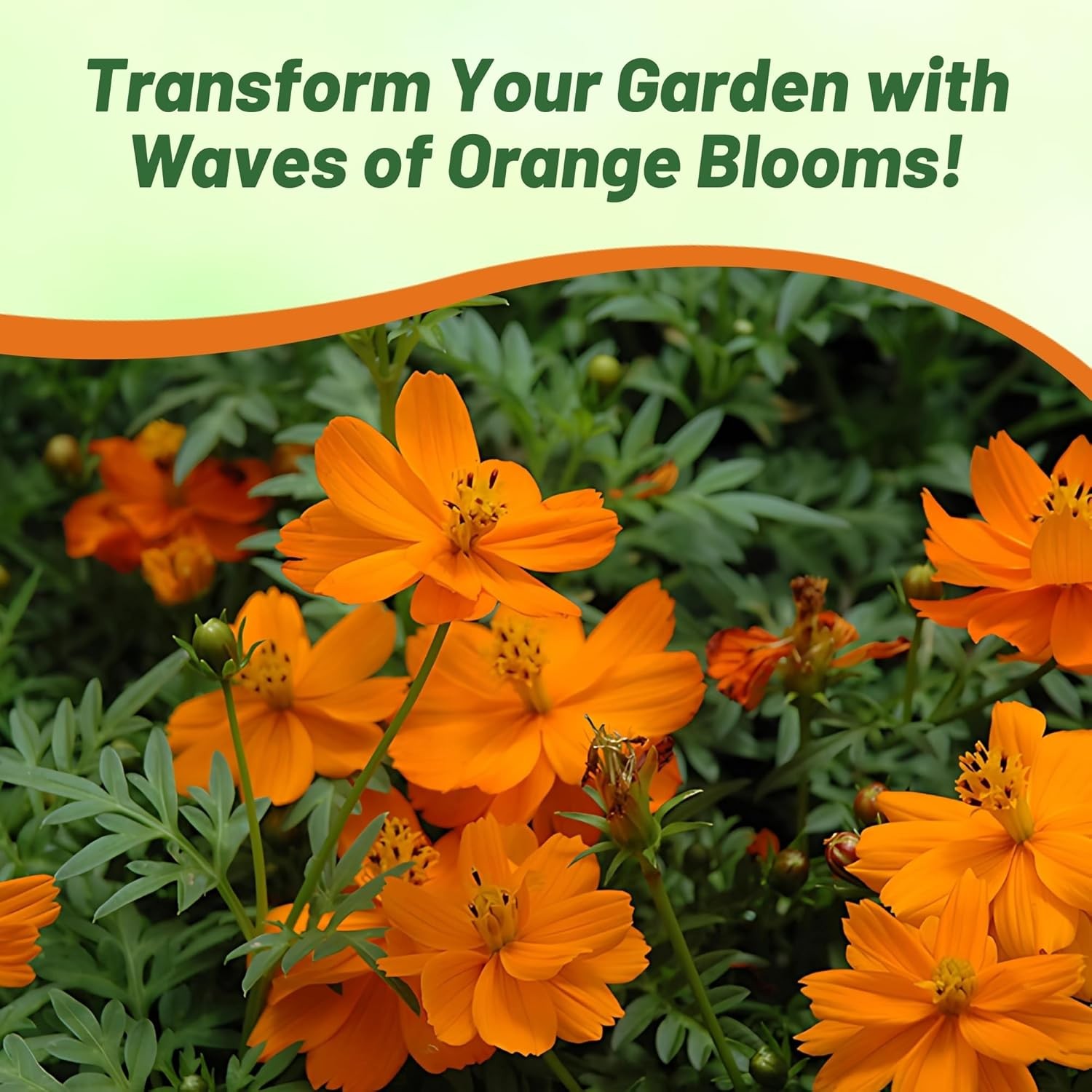 50 Seeds Drought Tolerant Cosmos Sulphureus Mandarin Orange Garden Flower