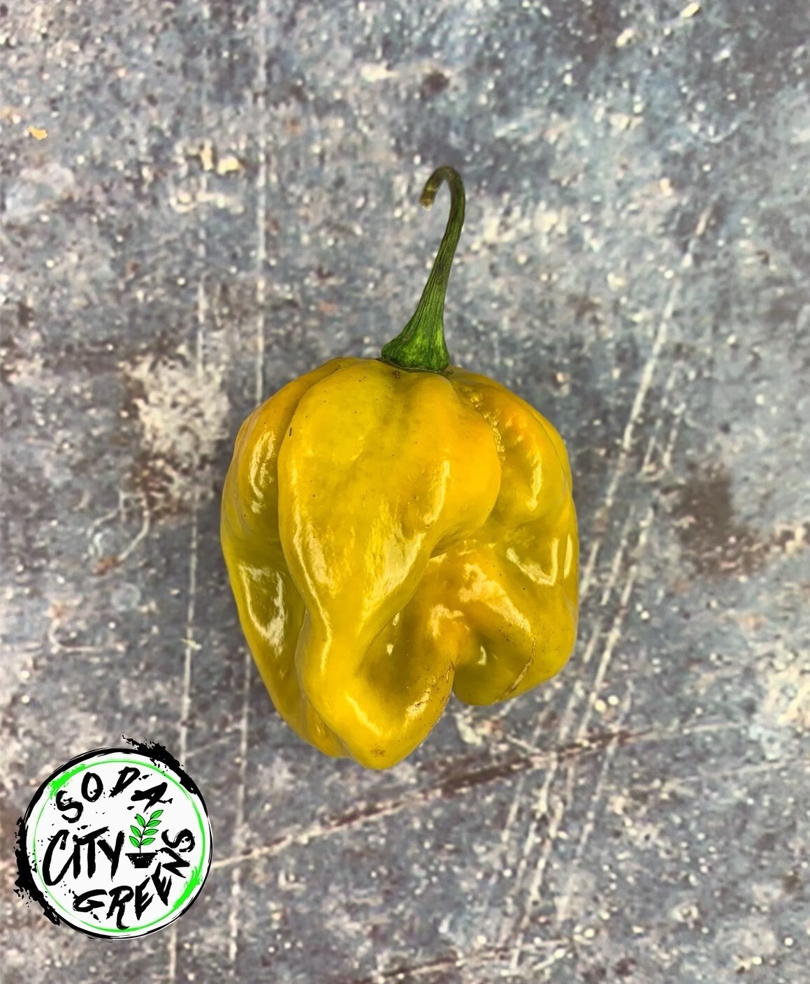 Mustard Moruga Scorpion Pepper Seeds 10+ SHIPS FREE!