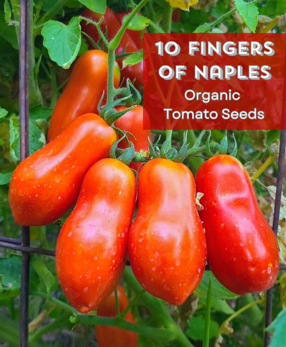 RARE! Organic *TEN FINGERS OF NAPLES* Italian Heirloom Roma Tomato Seeds 🍅