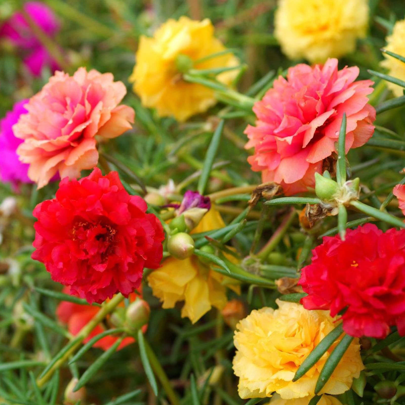 40,000+ Moss Rose Seeds – Non-GMO Bulk Flower Seeds for Outdoor Planting, Mixed