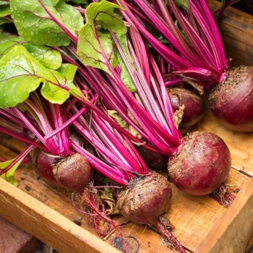 Lutz Green Leaf Red Stem Beet 50 Ct “Winterkeeper” Heirloom NON-GMO US FREE S&H