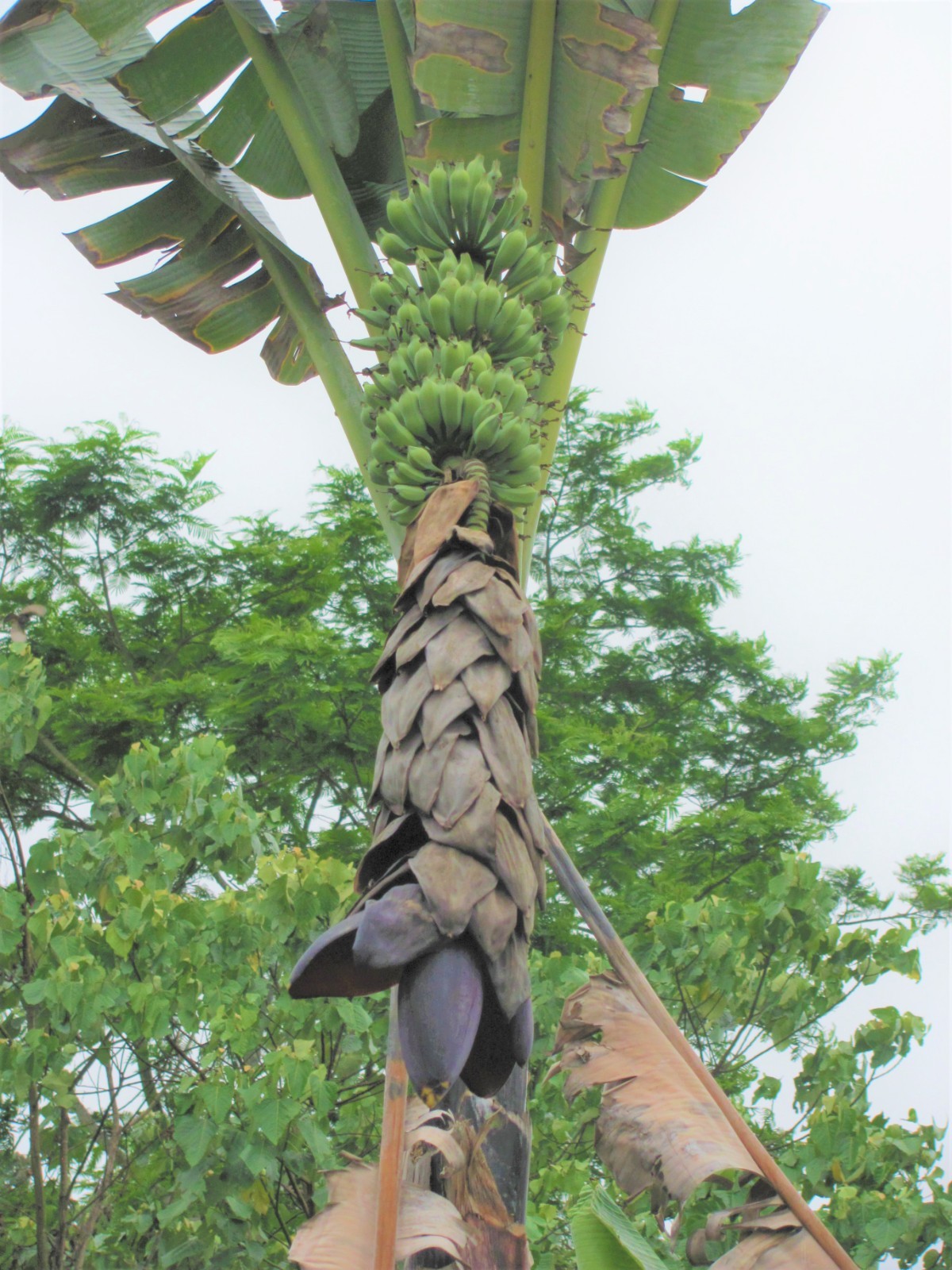 Musa Balbisiana Gigantea 10 Seeds, Bhimkol Wild Cultivar India Banana Fruit