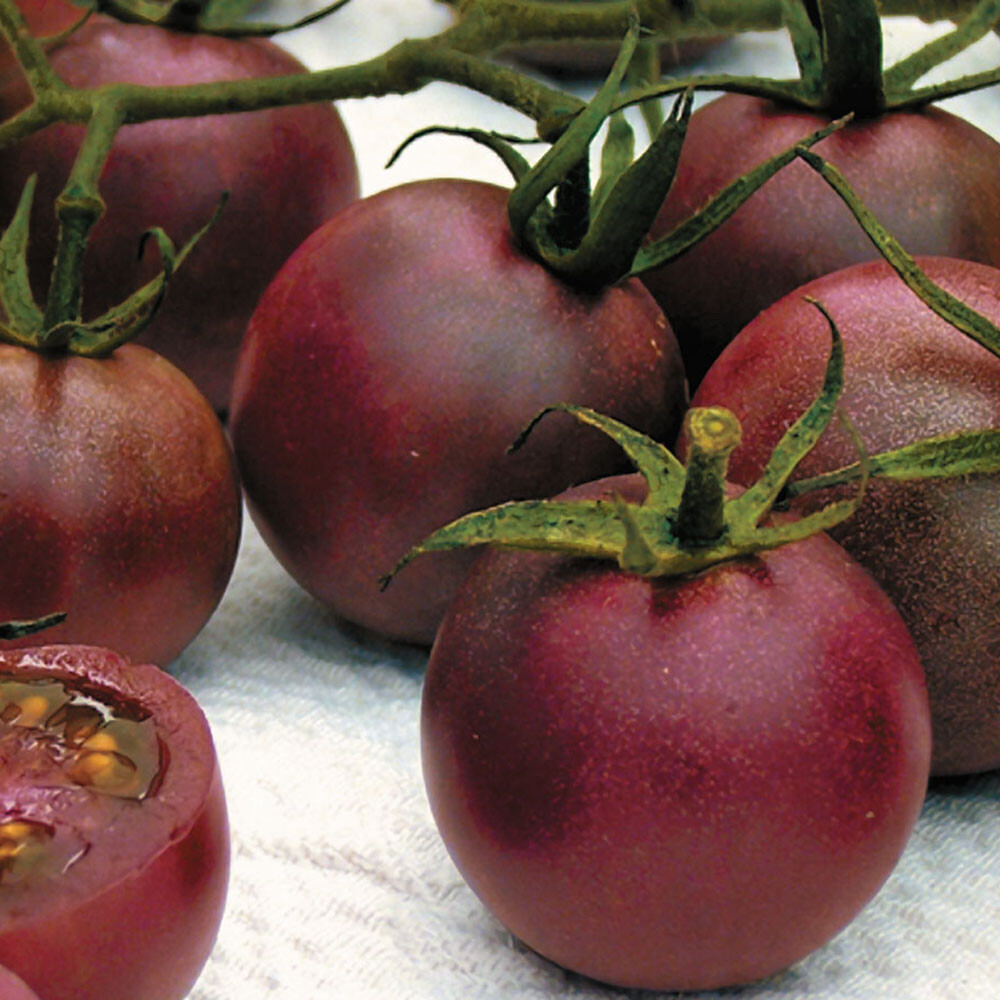 Chocolate Cherry – Super Sweet! – +30 Tomato Seeds – Buy any 3 items, 10% off!!