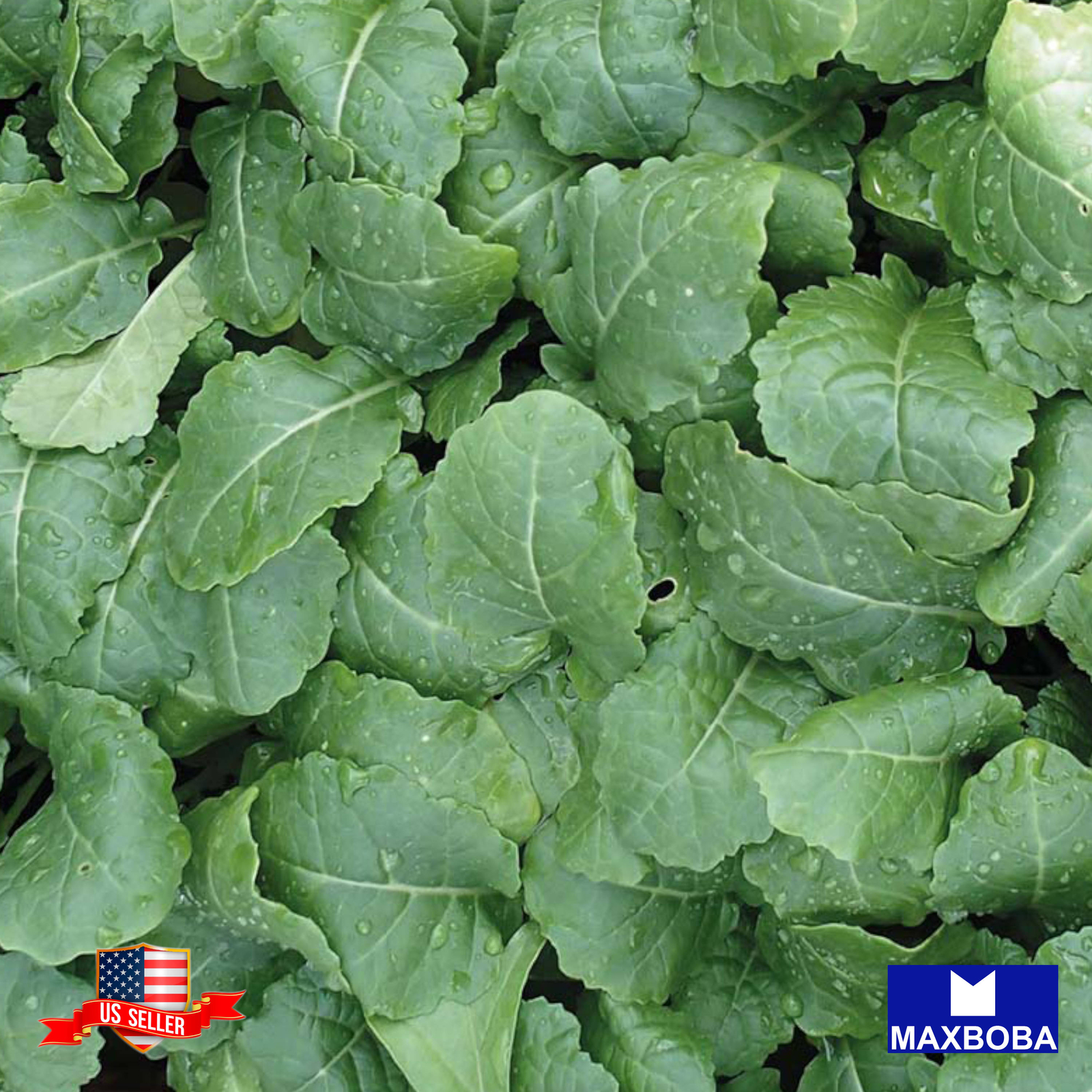 Kale Seeds Ethiopian Non-GMO Heirloom Vegetable