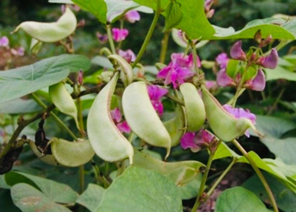 FreeShip 30 AKAHANA FUJIMAME Japanese Magenta Flower Hyacinth Bean Seeds 赤花ふじ豆