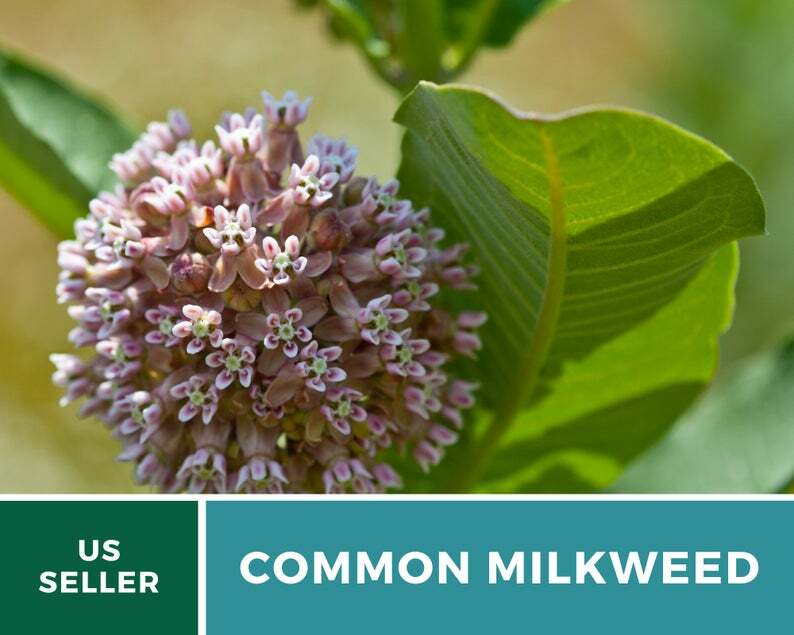 Milkweed, Common – 50 Seeds – Monarch Butterfly Plant – Sow Spring or Fall