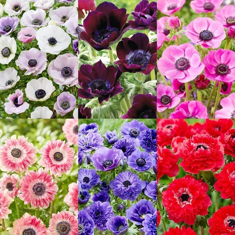 100+ Perennial Anemone Flower Seeds – Fragrant, Non-GMO, All-Season Ornamenta…