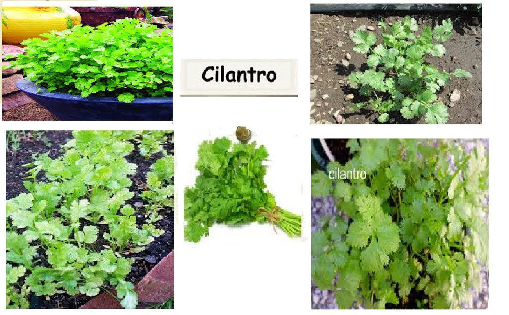 GREEN CILANTRO GREAT 4 COOKING SPICE WITH 25+ SEEDS HOME GROWN USA Seller