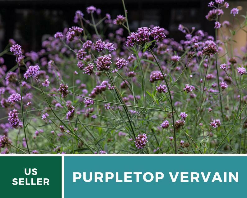 Vervain, Purpletop – 100 Seeds – Pollinator & Hummingbird Friendly