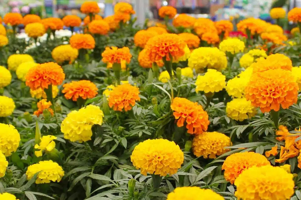 Crackerjack Mix African Marigold Seed – 1 Tsp (200+ Seeds)